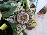 Orbea variegata